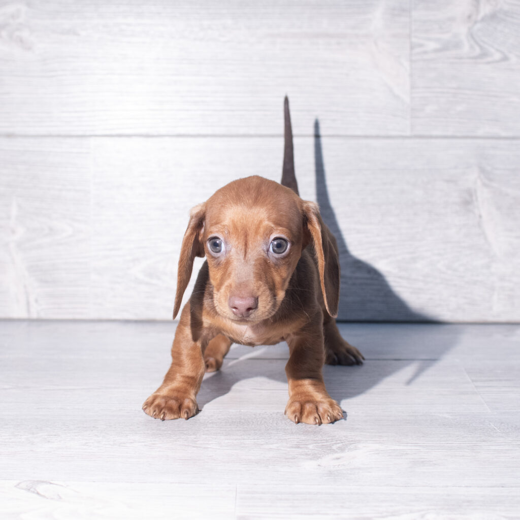 [#261505-02]  - Red M Dachshund Puppies for Sale