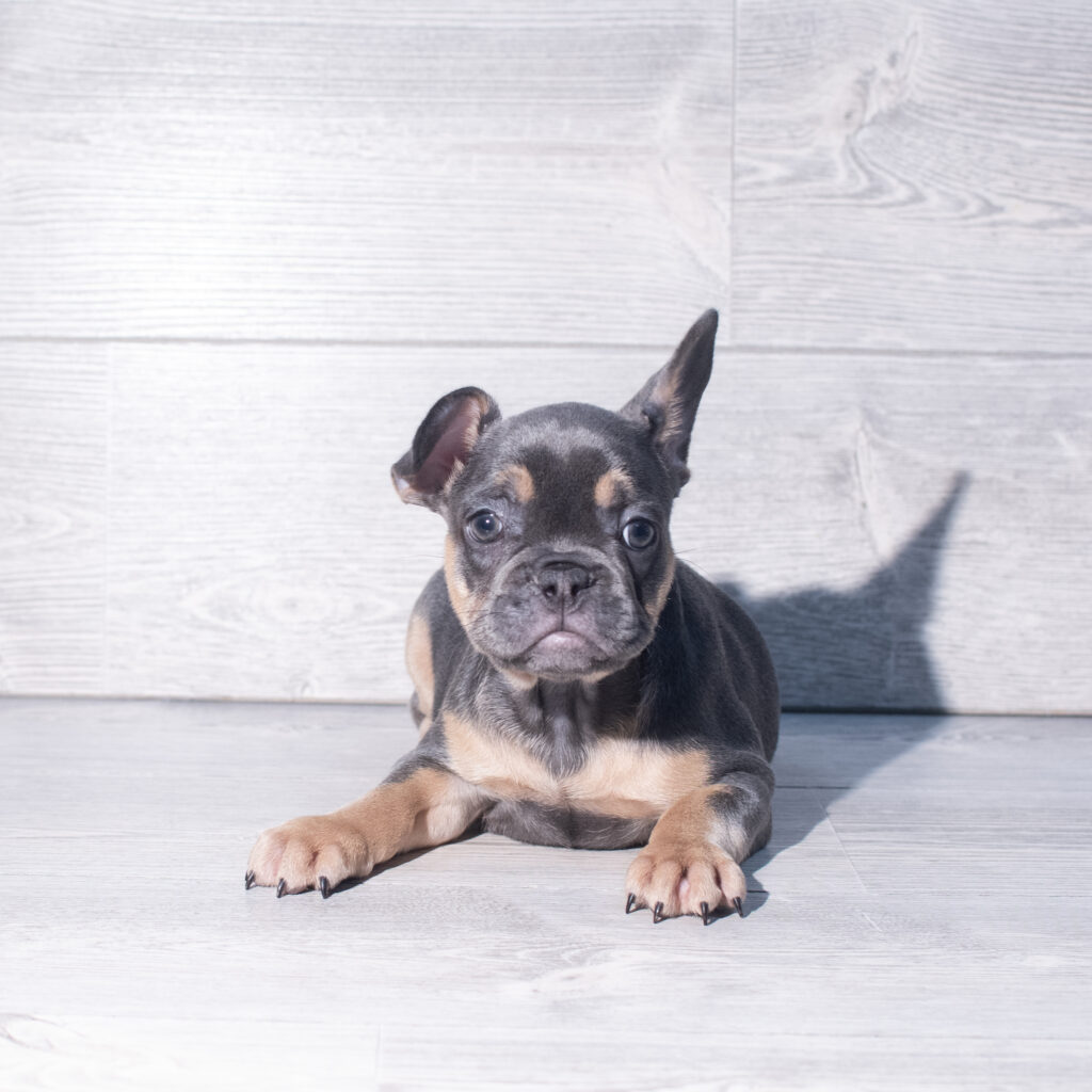 [#261492-04]  - Blue / Tan M French Bulldog Puppies for Sale