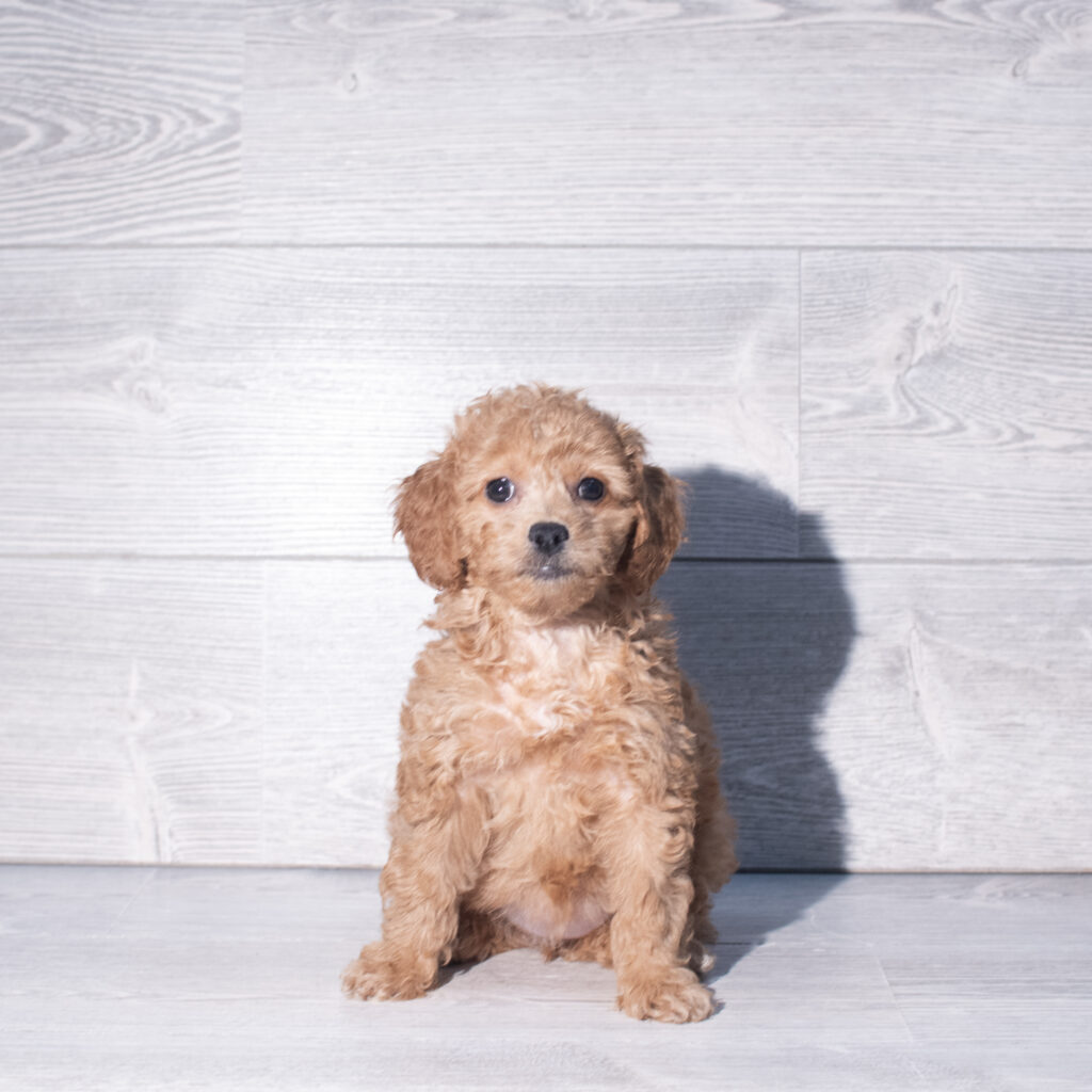 [#261633-02]  - Red F Goldendoodle Puppies for Sale