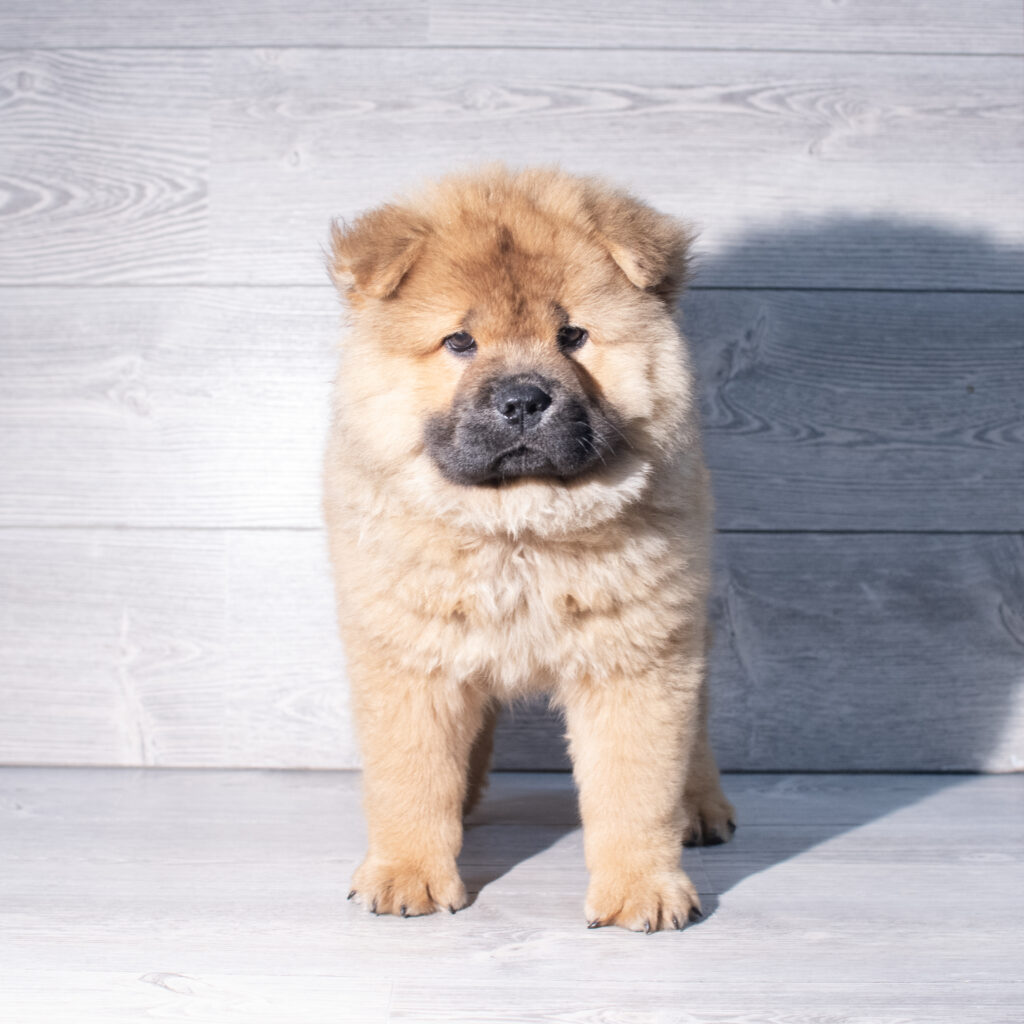 [#261564-07]  - Red F Chow Chow Puppies for Sale