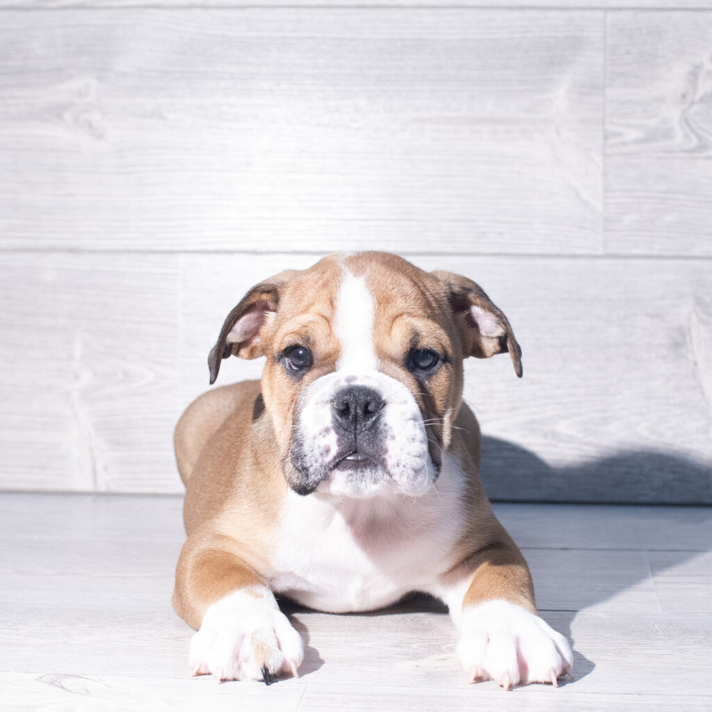 [#261593-03]  - Red / White M English Bulldog  Puppies for Sale