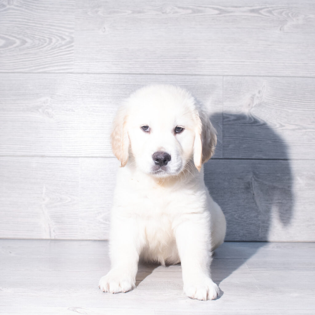 [#261621-03]  - Light Golden M Golden Retriever Puppies for Sale