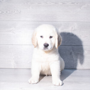 Petland Cleveland Golden Retriever puppy available