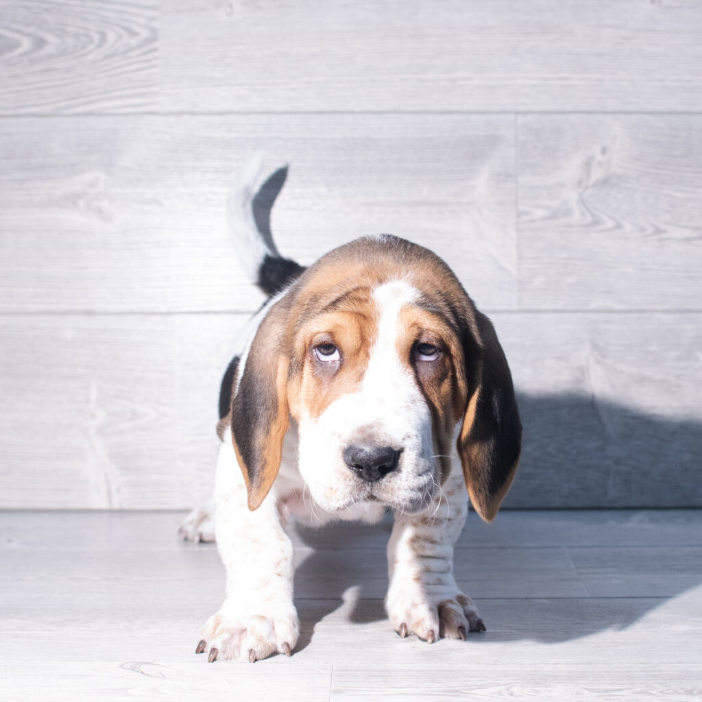 [#261502-01]  - Tri-Colored M Walrus Puppies for Sale