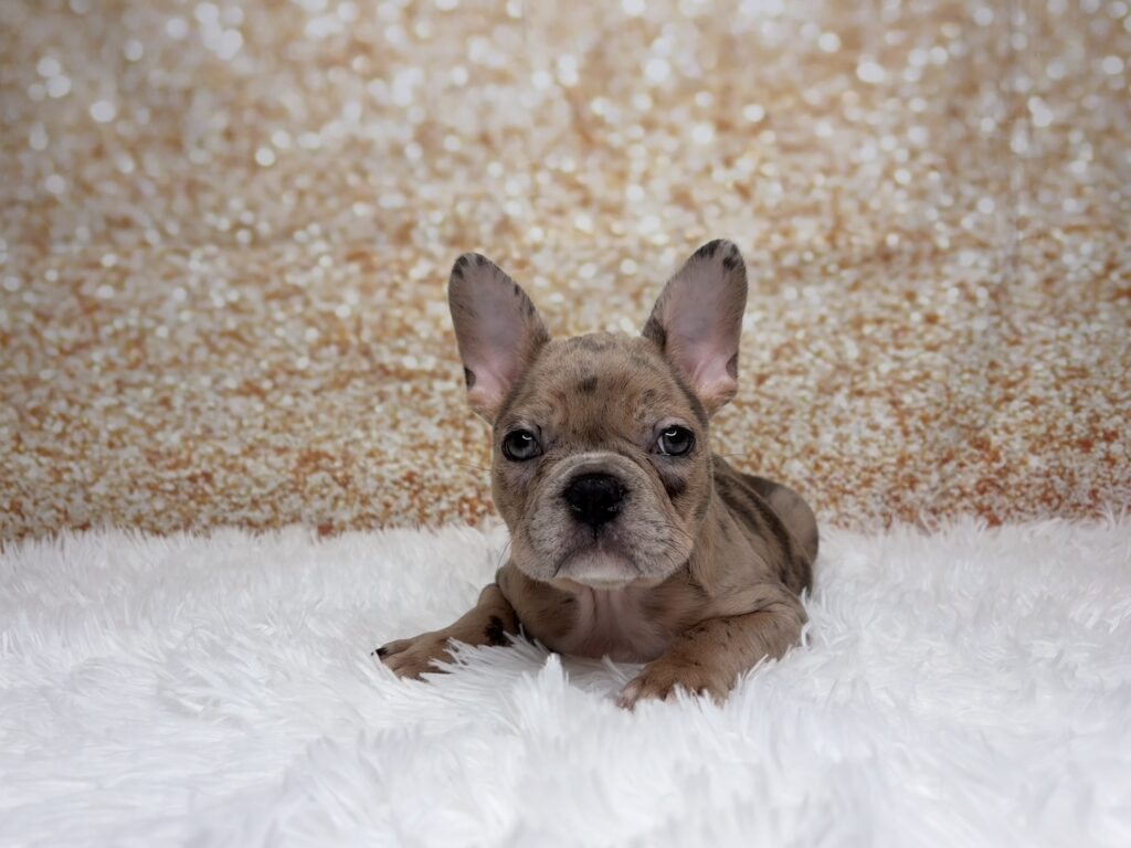[#261501-04]  - Blue Merle F Frenchton Puppies for Sale