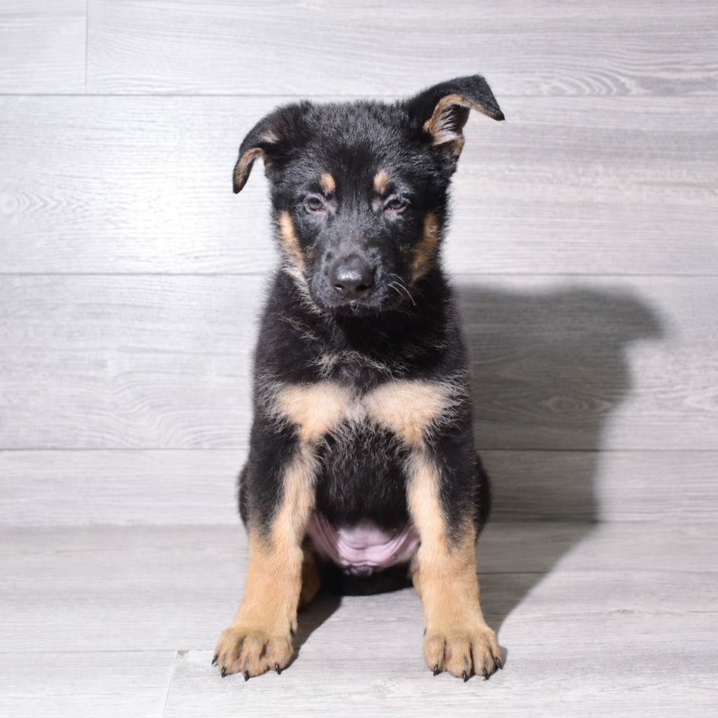 [#26236-07]  - Black / Tan F German Shepherd Dog Puppies for Sale