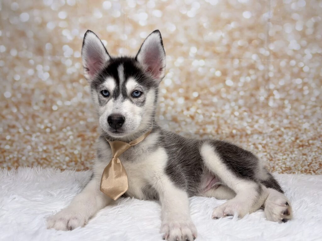 [#26214-02]  - Black / White M Pomsky Puppies for Sale