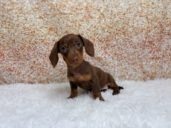 [#261505-06]  - Chocolate F Dachshund Puppies for Sale
