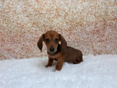 [#261505-01]  - Red M Dachshund Puppies for Sale