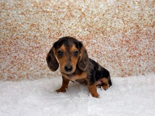 [#261561-06]  - Silver Dapple F Dachshund Puppies for Sale