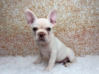 [#261562-04]  - Cream M French Bulldog Puppies for Sale