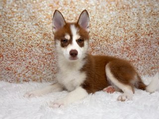 [#26161-05]  - Chocolate / White M Pomsky Puppies for Sale