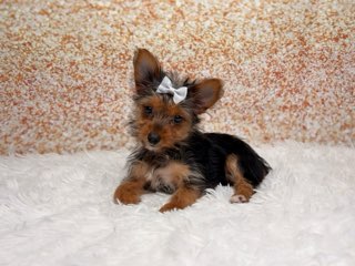 [#26221-04]  - Black / Tan F Yorkshire Terrier Puppies for Sale