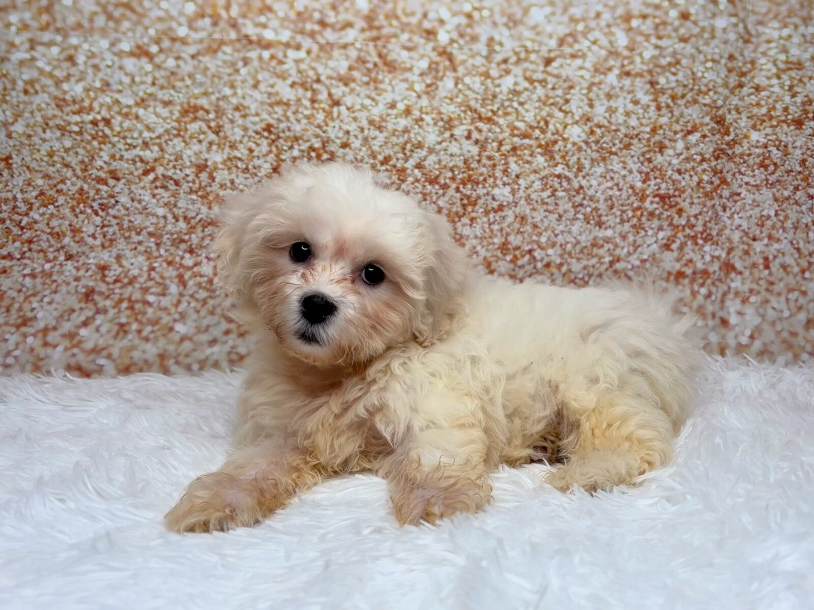 [#26233-04]  - Cream M Teddy Bear Puppies for Sale
