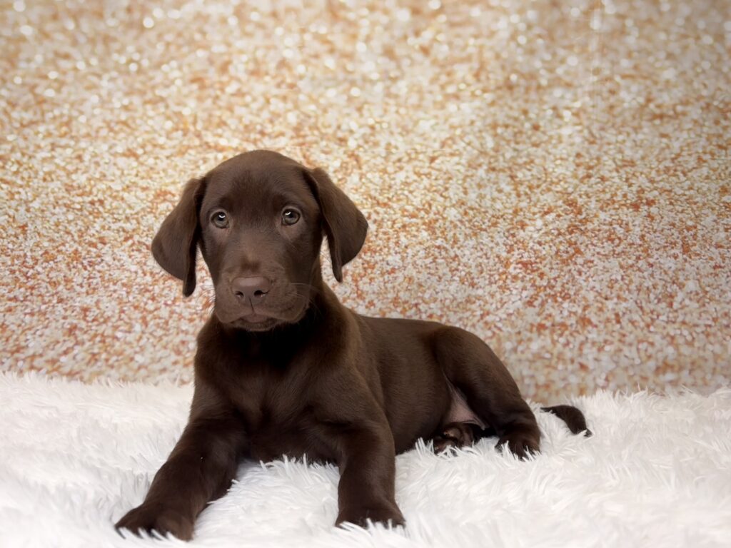 [#26218-03]  - Chocolate F Labrador Retriever Puppies for Sale