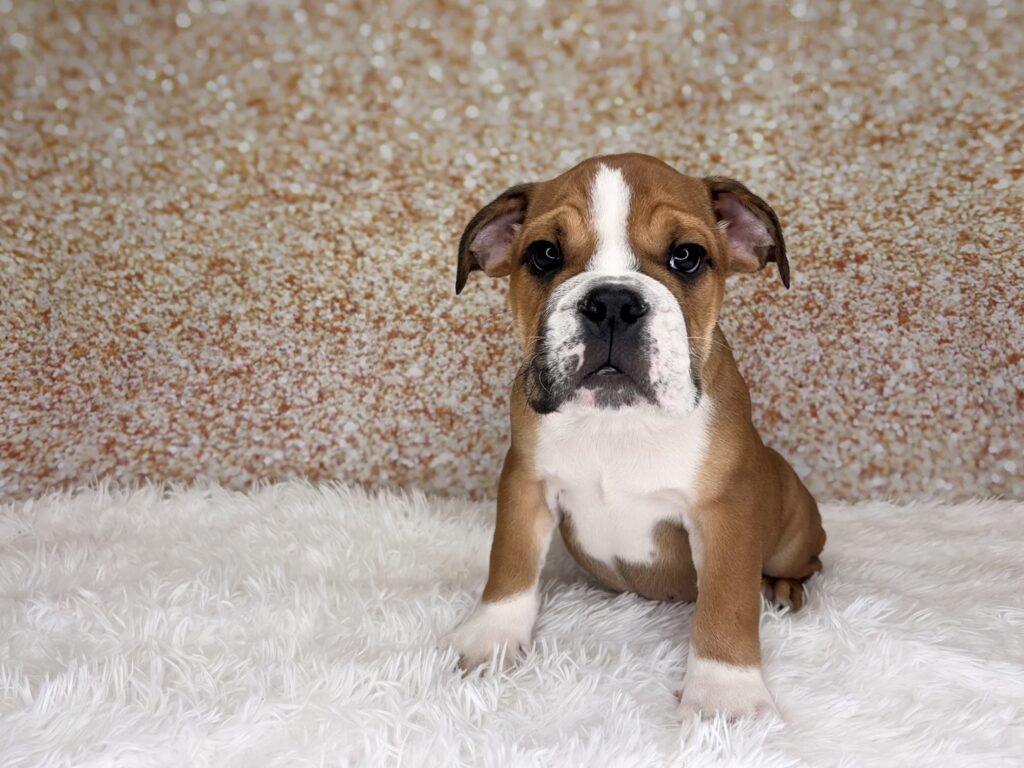 [#261593-03]  - Red / White M English Bulldog  Puppies for Sale