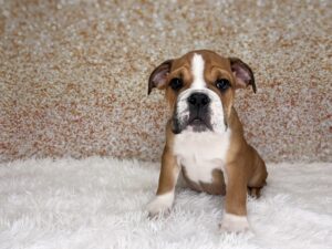 English Bulldog (M) 2476