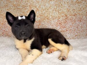 Petland Cleveland Akita puppy available