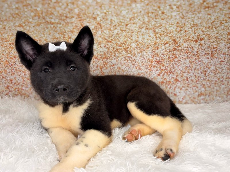 [#26241-05]  - Black / White F Akita Puppies for Sale