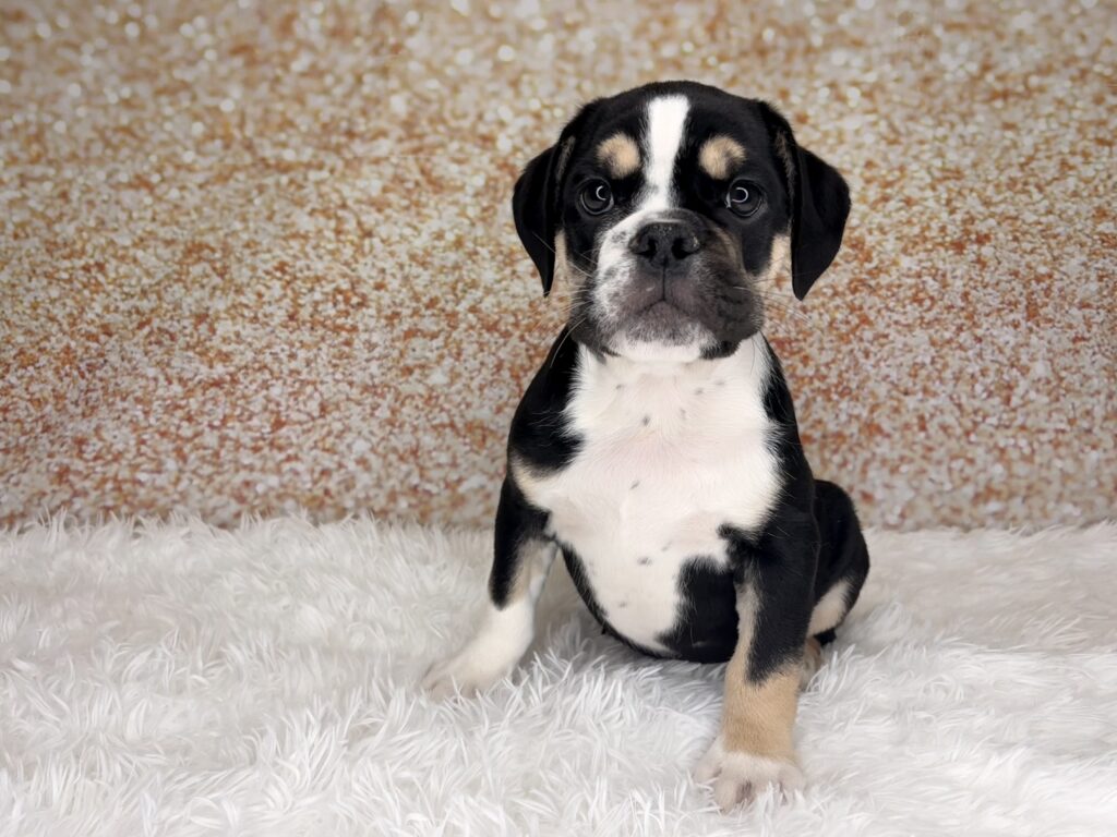 [#261407-04]  - Black / White M Beabull 3/4 Puppies for Sale