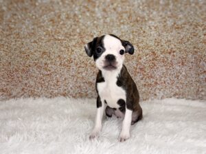 Petland Cleveland Boston Terrier puppy available