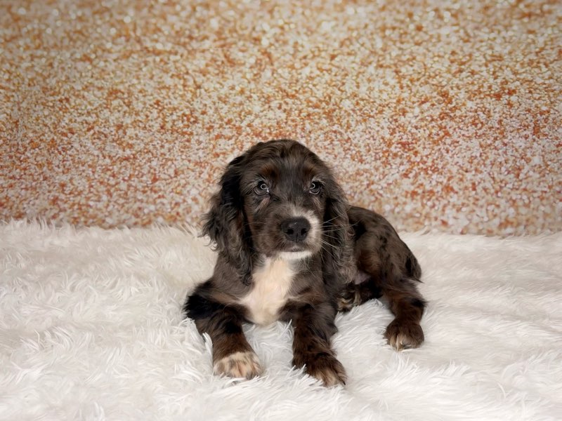 [#26225-01]  - Chocolate Roan M Cocker Spaniel/Cock A Poo Puppies for Sale