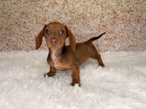 Petland Cleveland Dachshund puppy available