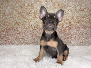 Petland Cleveland French Bulldog puppy available