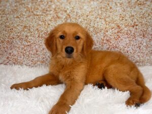 Golden Retriever (F) 2491