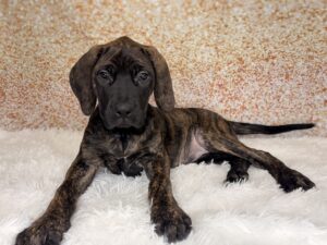 Mastiff (F) 2459