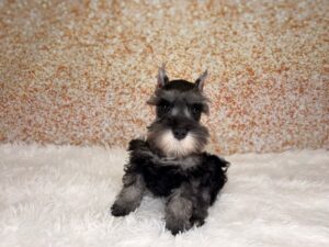 Miniature Schnauzer (M) 2498
