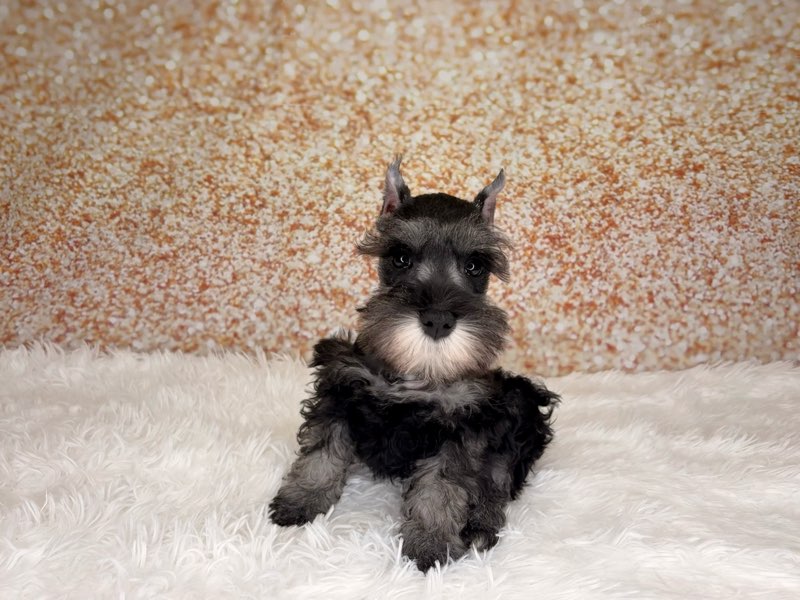 [#261459-02]  - Salt / Pepper M Miniature Schnauzer Puppies for Sale