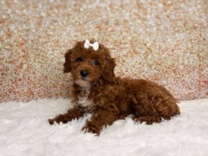 Poodle (F) 2485