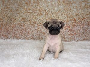 Pug (F) 2499