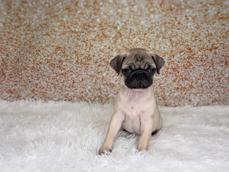 [#261509-03]  - Fawn F Pug Puppies for Sale