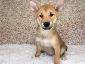 Petland Cleveland Shiba Inu puppy available