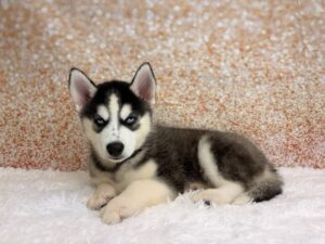 Petland Cleveland Siberian Husky puppy available