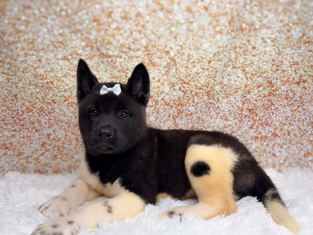 [#26241-04]  - Black / White F Akita Puppies for Sale