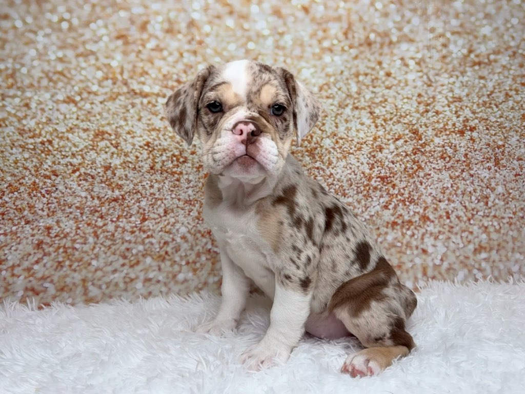 [#261407-08]  - Chocolate Merle F Beabull 3/4 Puppies for Sale