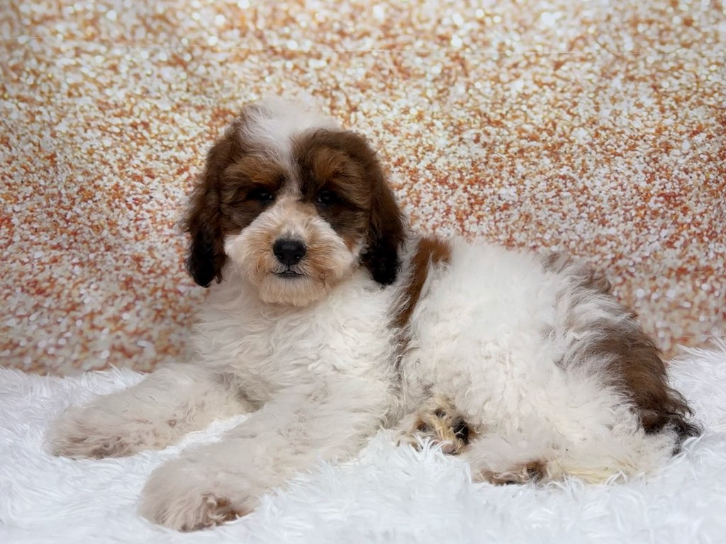 [#26180-01]  - Chocolate / White M Bernedoodle Mini F1b Puppies for Sale