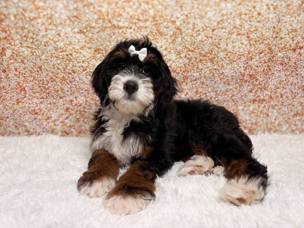 [#26230-04]  - Black Tan / White F Bernedoodle Mini Puppies for Sale
