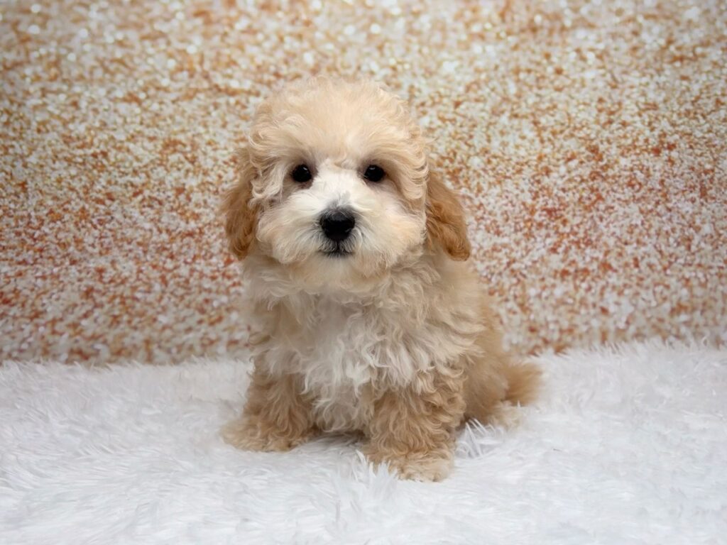 [#261784-01] Linden - Apricot M Bichapoo Puppies for Sale