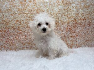 Petland Cleveland Bichon Frise puppy available