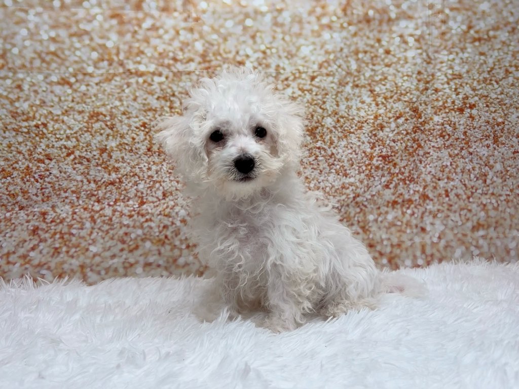 [#261242-04]  - White M Bichon Frise Puppies for Sale