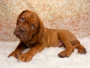 Petland Cleveland Dogue de Bordeaux puppy available