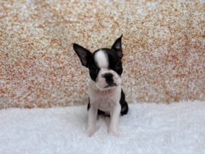 Petland Cleveland Boston Terrier puppy available