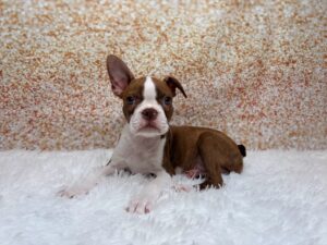 Petland Cleveland Boston Terrier puppy available
