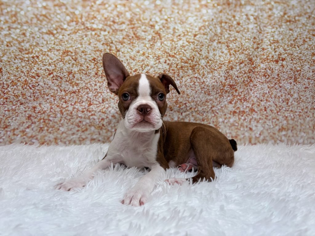 [#261389-03]  - Brown / White M Boston Terrier Puppies for Sale