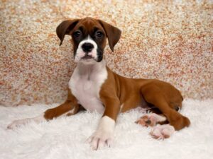 Boxer (F) 6088