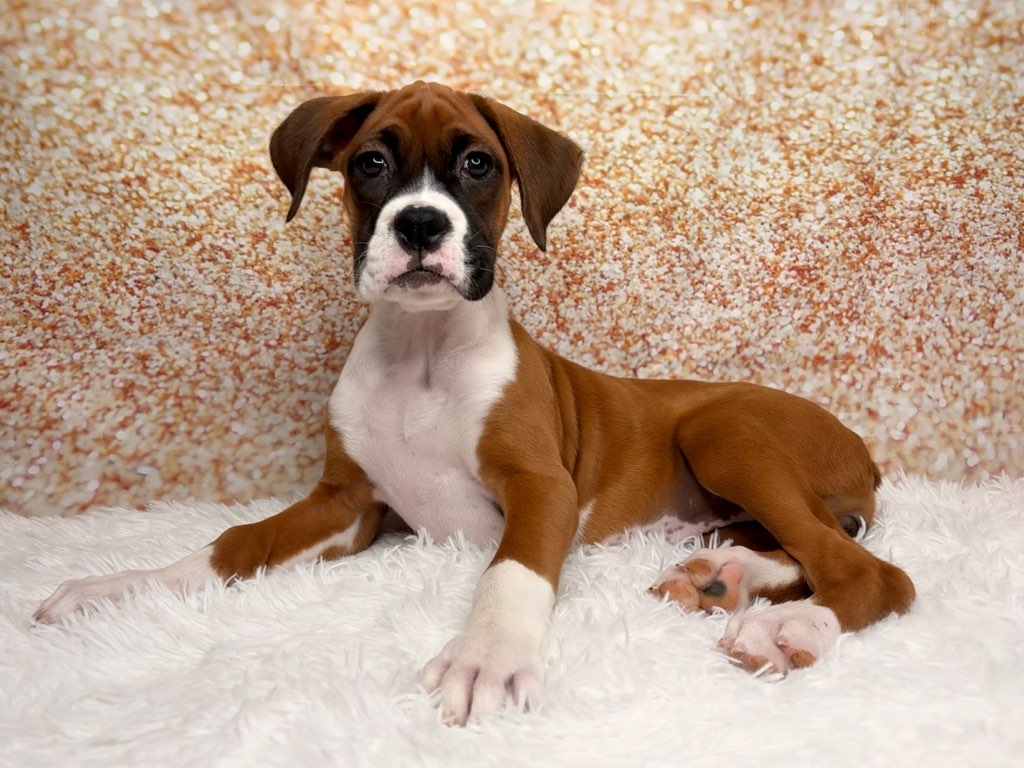 [#26198-06]  - Fawn / White F Boxer Puppies for Sale